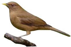 http://www.costaricavipguides.com/yiguirro.gif