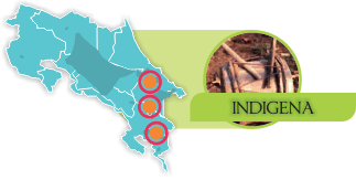 Indígena