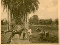 Fotografías de Limón de
Fernando Zamora 
